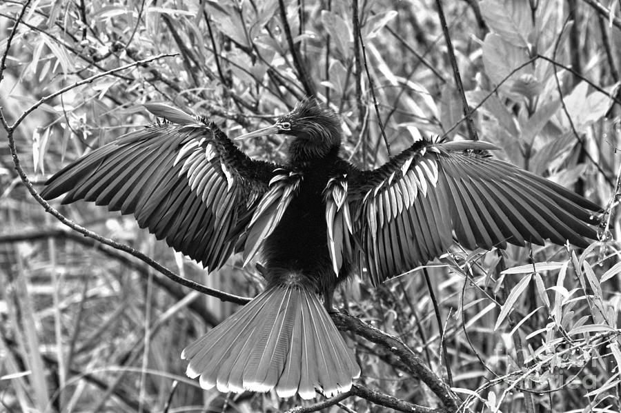 Double Crested Cormorant Drying Out Black And White Photograph by Adam Jewell