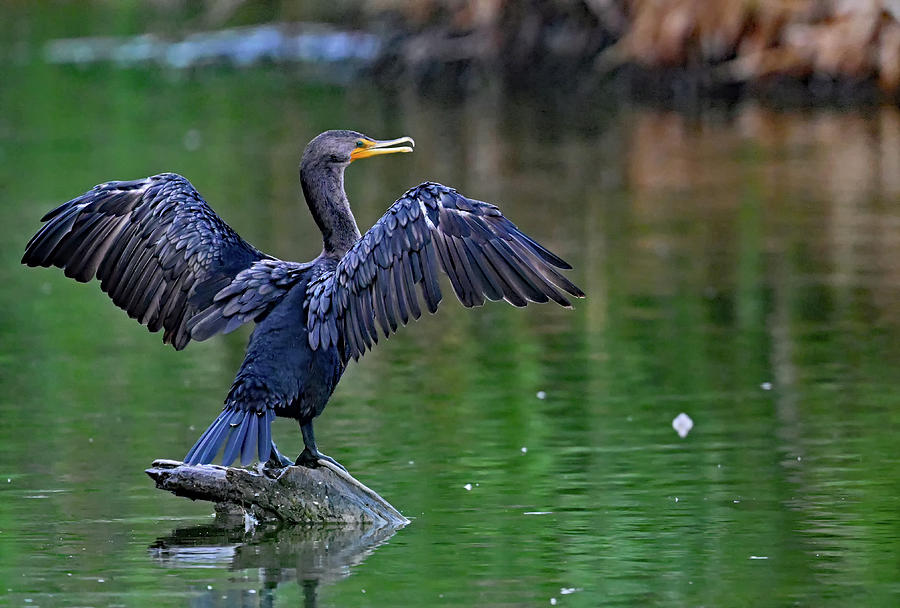 Double-crested Cormorant drying wings Photograph by Amazing Action Photo Video