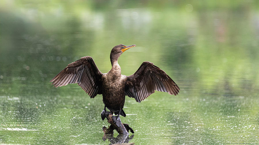 Double-crested Cormorant Drying Wings in the Sun Photograph by Ilene Hoffman