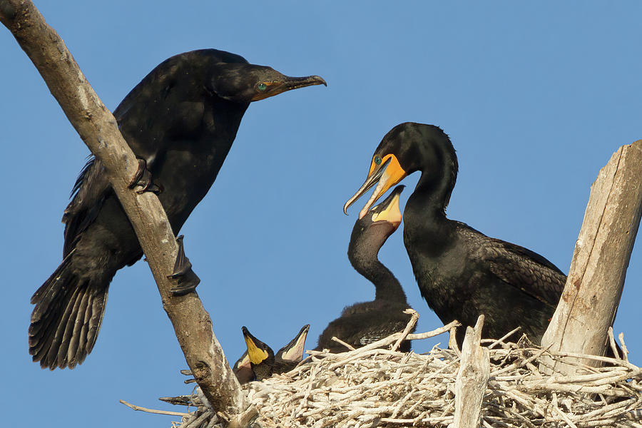 Double-crested Cormorant Family in Their Nest  Photograph by Kathleen Bishop