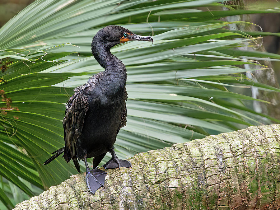 Double-Crested Cormorant Photograph by Gina Fitzhugh