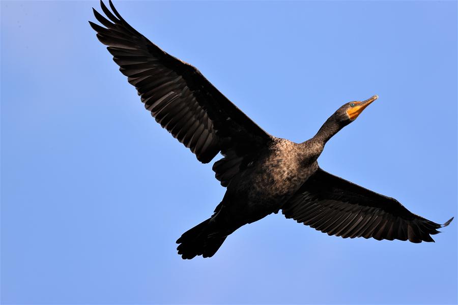 Double Crested Cormorant in Flight Photograph by Mingming Jiang