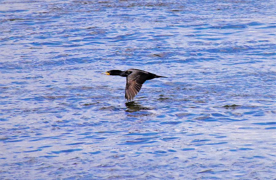 - Double-crested Cormorant in Flight Photograph by THERESA Nye