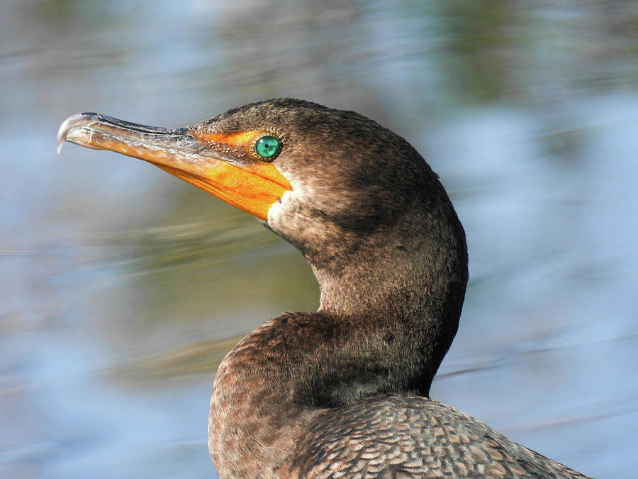 Double-crested cormorant in the Lake Apopka Wildlife Refuge in Florida ...