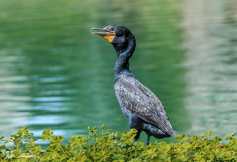 Nature Photograph - Double-Crested Cormorant  by Jeff Goulden