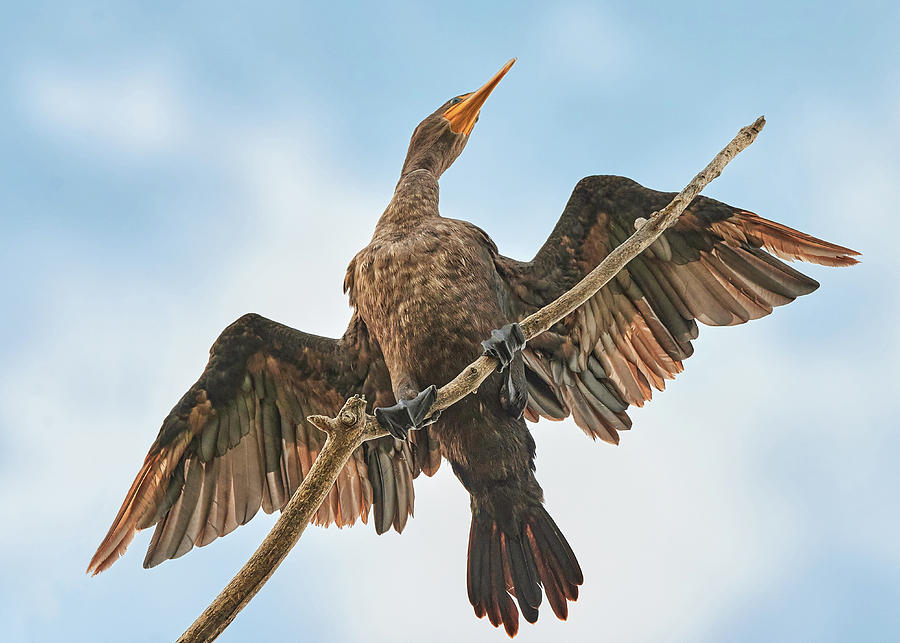 Double-crested cormorant Photograph by Jim Hughes