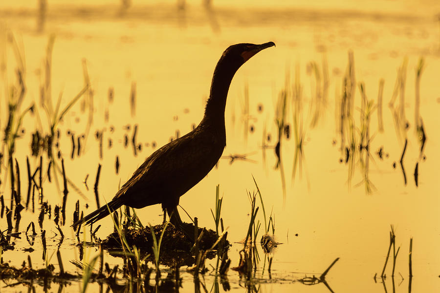 Double-crested Cormorant Photograph