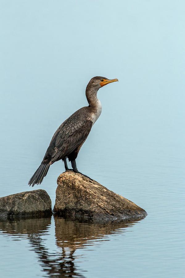 Double-Crested Cormorant Photograph by Liza Eckardt