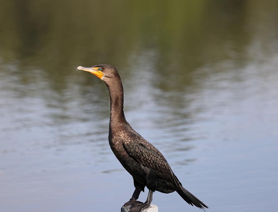 Double Crested  Cormorant Photograph by Mingming Jiang