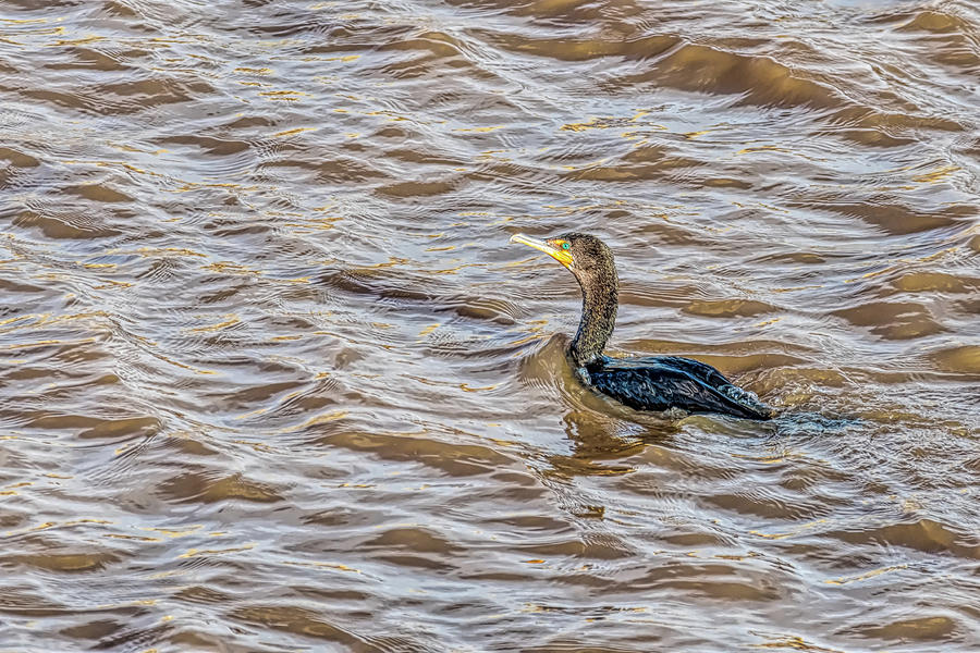 Double Crested Cormorant On A Sunny Day Photograph