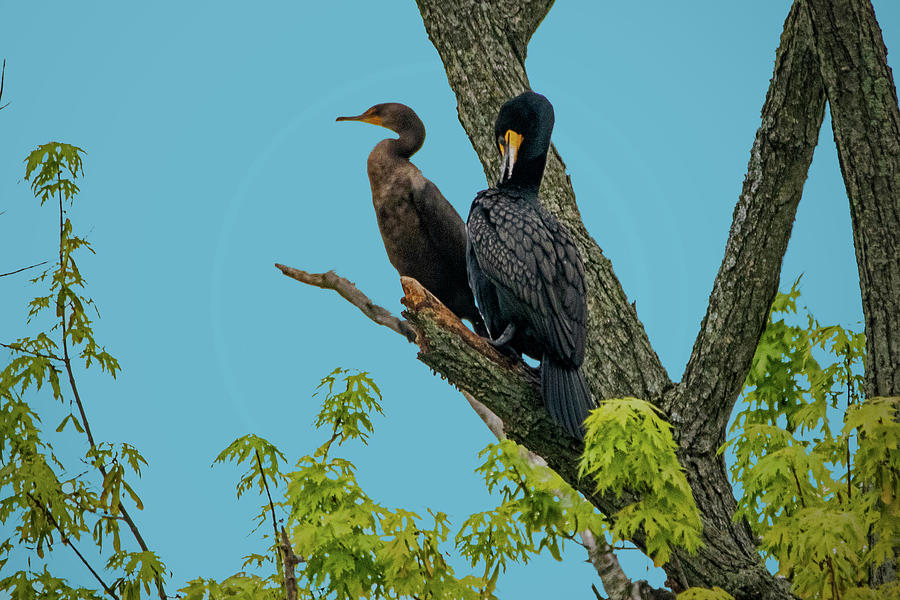 Double Crested Cormorant Pair Photograph by Ira Marcus