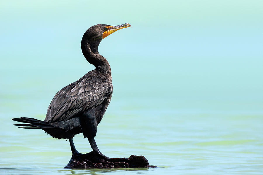 Double-crested cormorant - Phalacrocorax auritus Photograph by Olivier Parent