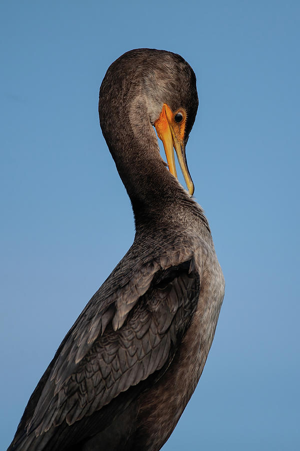 Wildlife Photograph - Double-Crested Cormorant Preening by Lori A Cash
