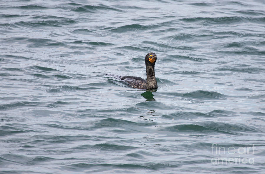 Double Crested Cormorant Series 1 Photograph by Jeannette Hunt