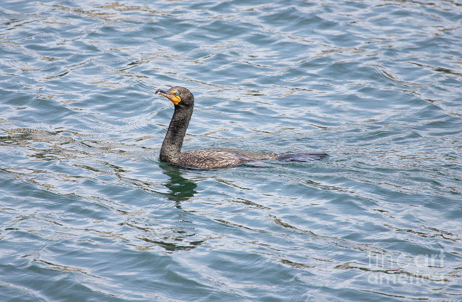 Double Crested Cormorant Series 2 Photograph by Jeannette Hunt