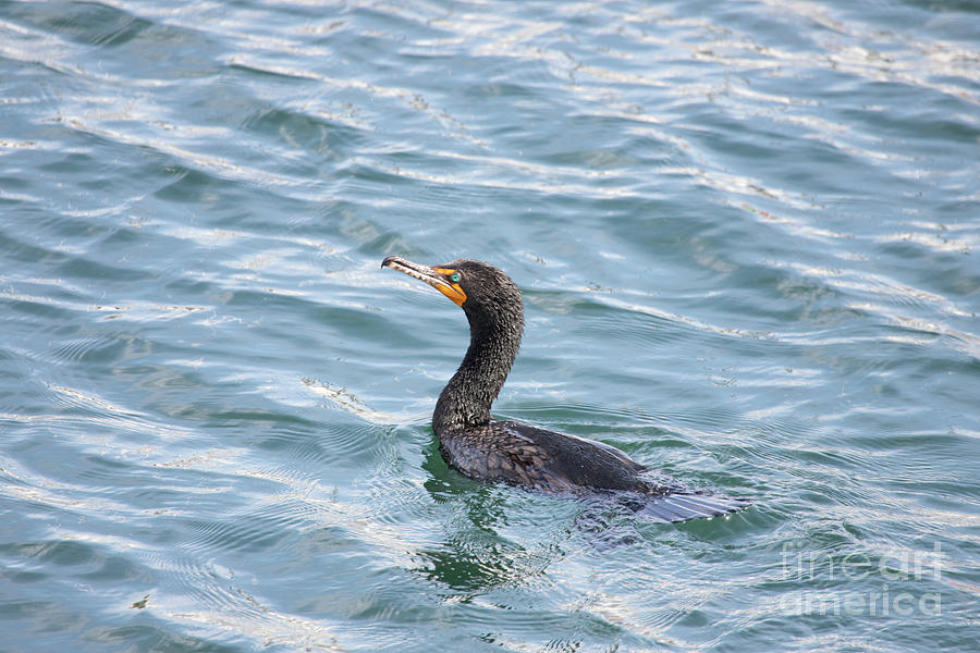 Double Crested Cormorant Series 3 Photograph by Jeannette Hunt