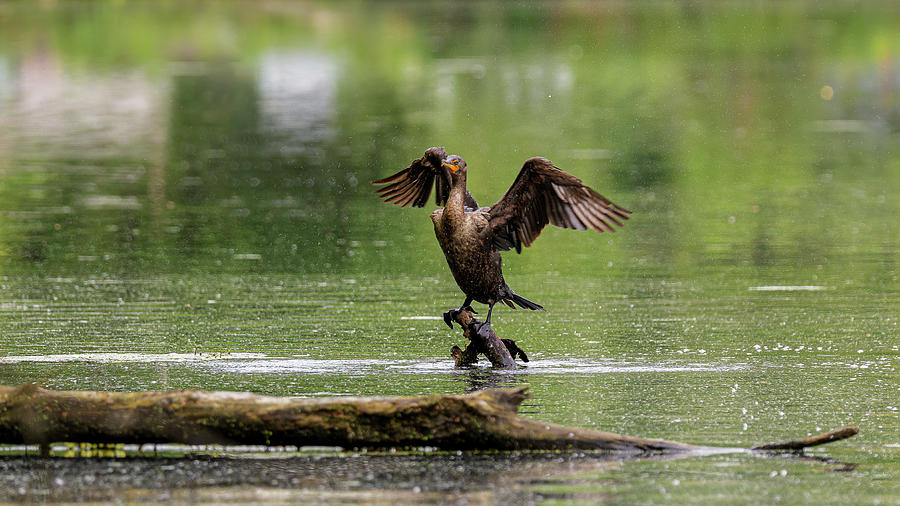 Double-crested Cormorant Shaking Water From Its Wings 3 Photograph by Ilene Hoffman