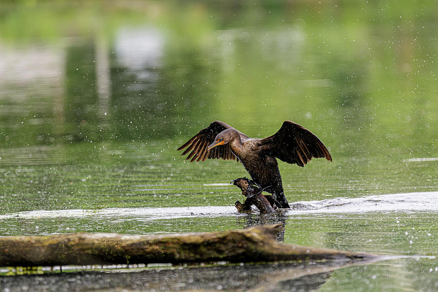 Double-crested Cormorant Shedding Water From Its Wings 1 Photograph by Ilene Hoffman