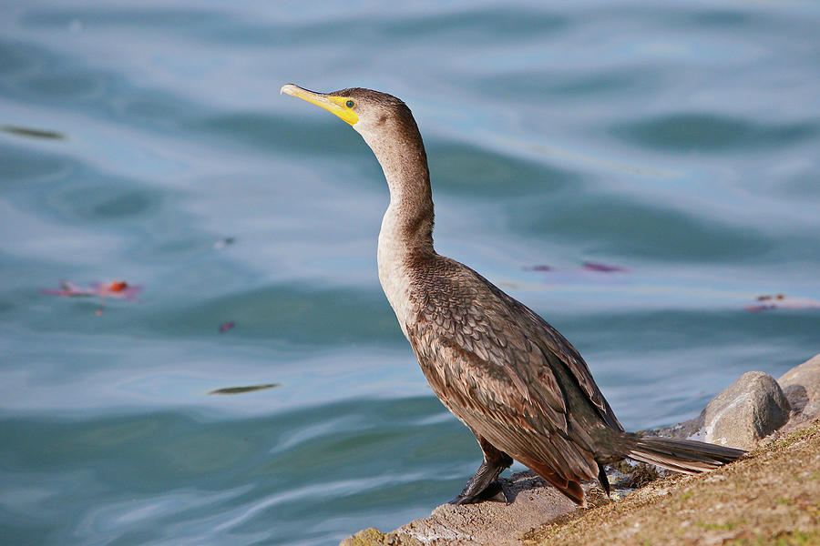 Double Crested Cormorant Photograph by Shoal Hollingsworth