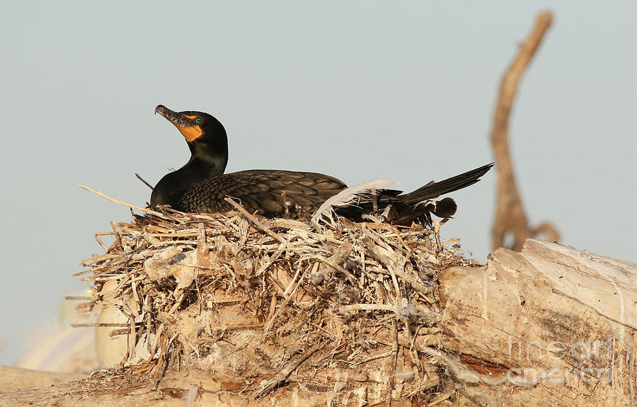 Double crested Cormorant Sitting On A Nest Photograph by Nikki Vig