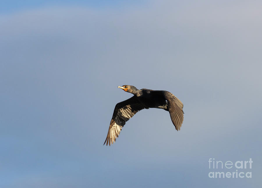 Double-crested Cormorant Photograph by Steven Krull