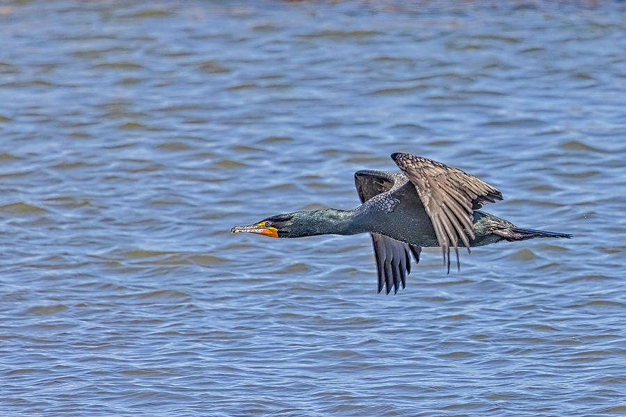 Double Crested Cormorant Photograph by Susan Candelario