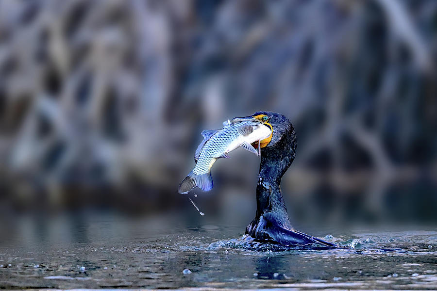 Double-crested Cormorant Swallowing Large Fish Photograph by Amazing Action Photo Video