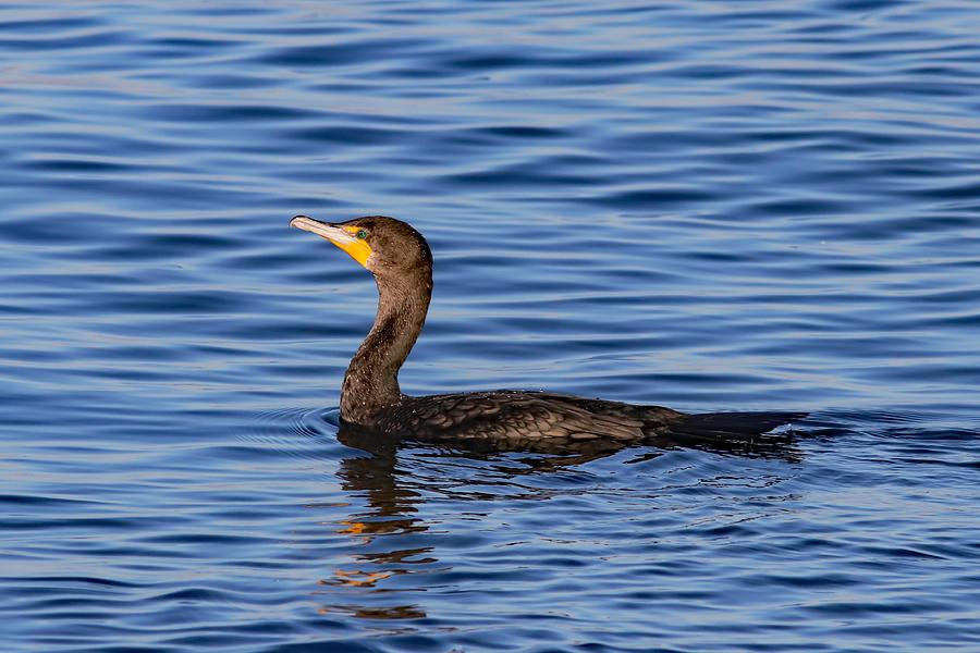 Double-crested Cormorant Swimming Photograph by Joseph Siebert - Fine ...