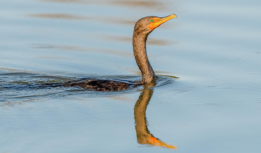 Double Crested Cormorant Swimming Photograph by Morris Finkelstein