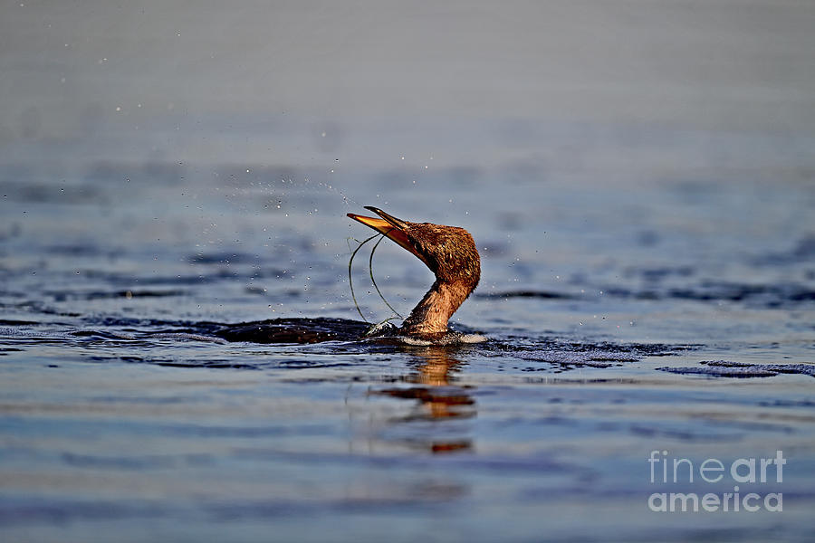 Double-crested Cormorant trying to detangle itself Photograph by Amazing Action Photo Video