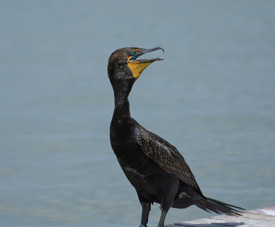 Double-crested cormorant Photograph by Zina Stromberg