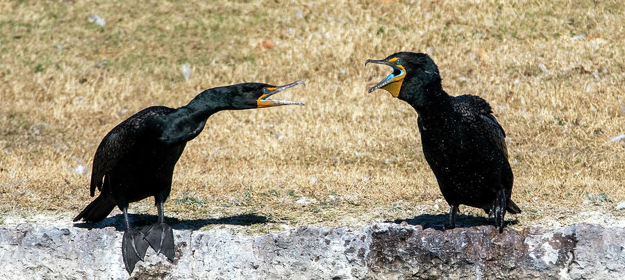Double-crested Cormorants 8293-021922-2 Photograph by Tam Ryan
