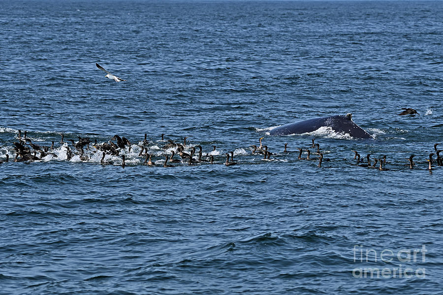 Double-crested Cormorants and Humpback Whale Photograph by Amazing Action Photo Video