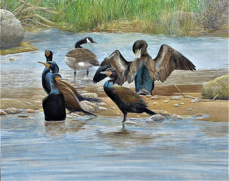 Double-crested Cormorants with Canada Goose Painting by Barry Kent MacKay
