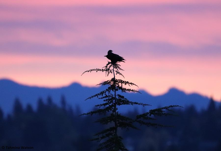Double Crow in the Sunrise Photograph by Tahmina Watson