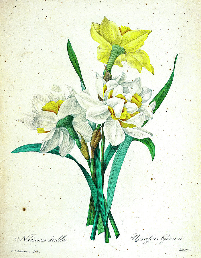 Double Daffodil illustration 1827 r1 Drawing by Botany