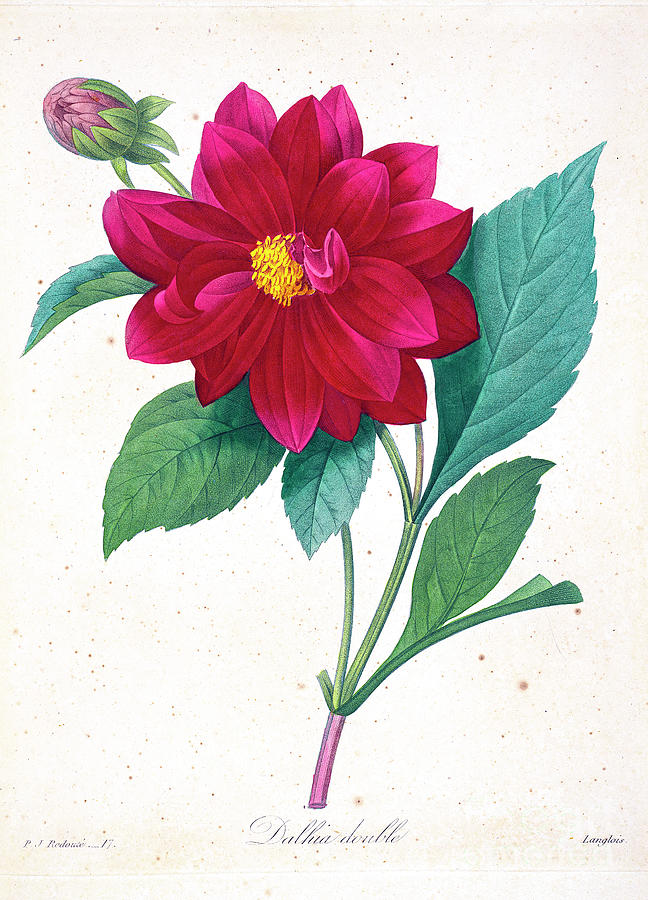 Double Dahlia illustration 1827 r1 Drawing by Historic illustrations