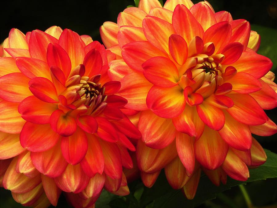 Double Dahlias Photograph By Lori Frisch Fine Art America