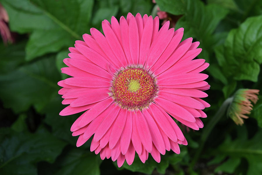 Double Daisy Photograph by Isabela and Skender Cocoli | Pixels