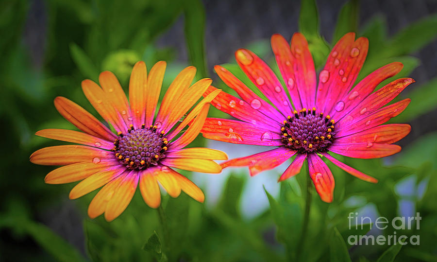 Double Daisy Photograph by Judi Bagwell
