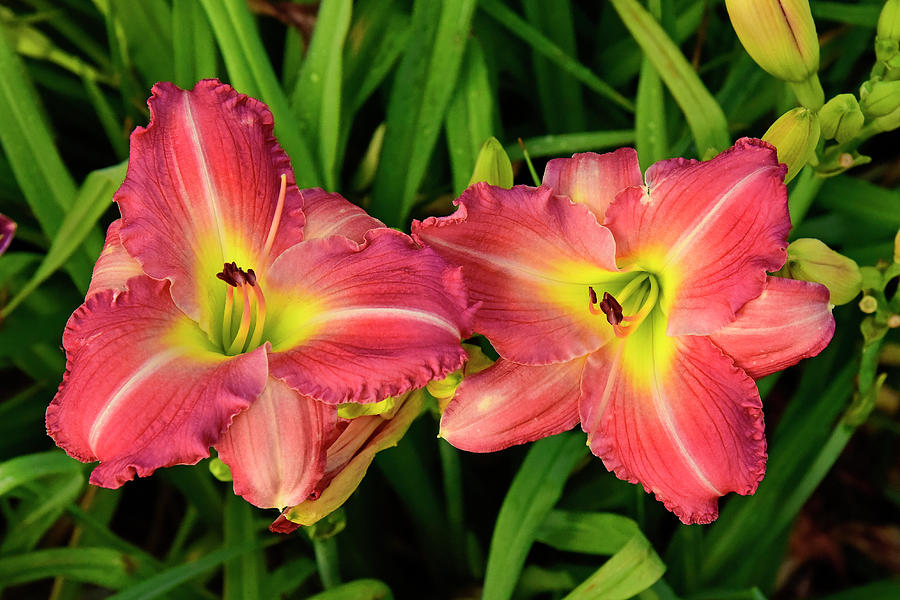 Nature Photograph - Double Day Lilies by Robert Tubesing