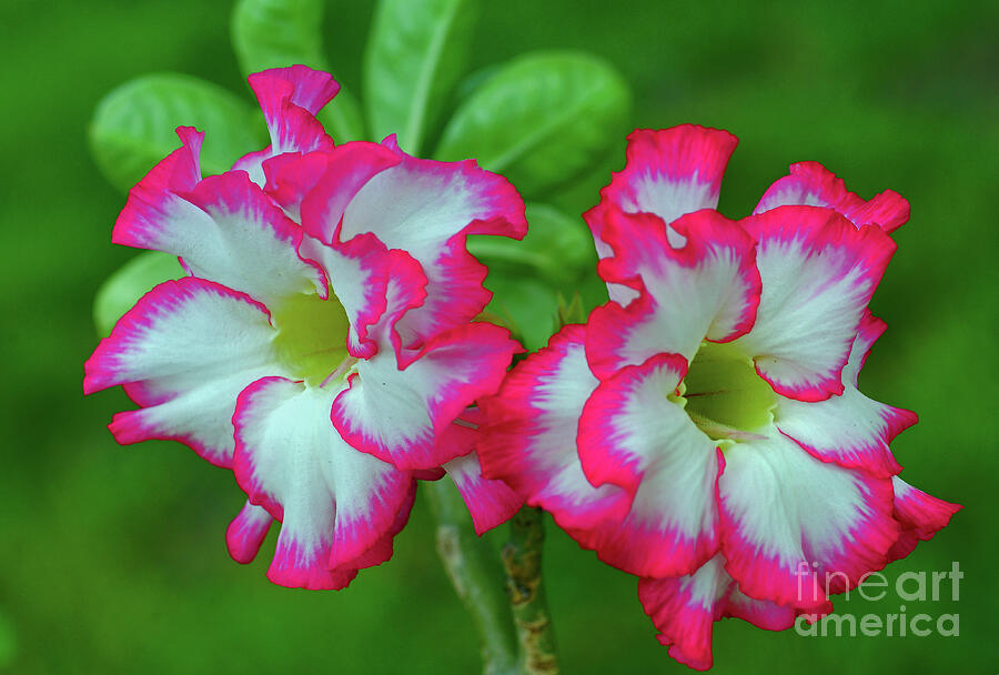 Double Desert Rose Photograph by Larry Nieland - Fine Art America