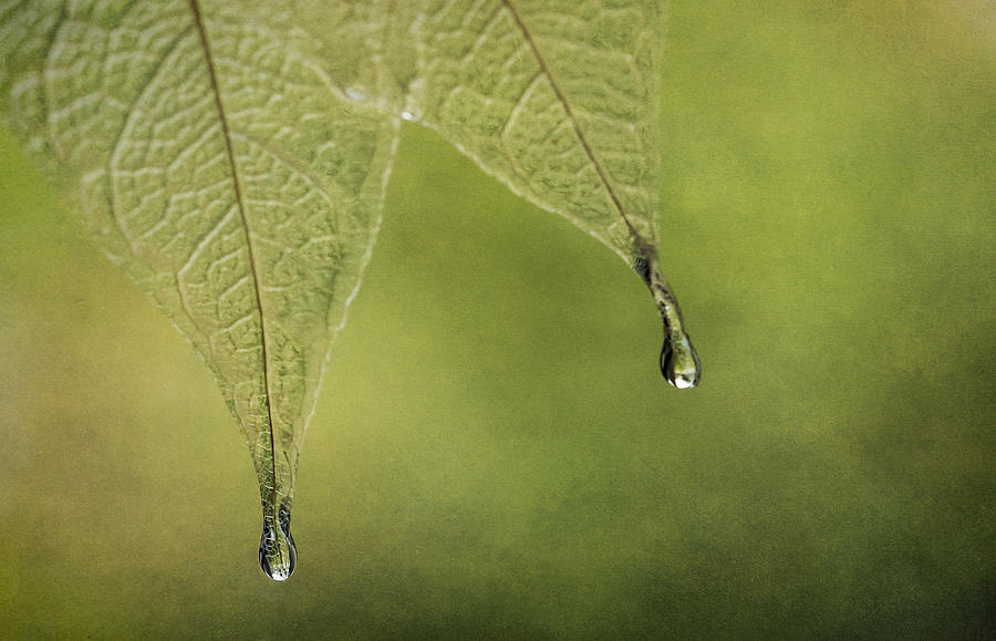 Double Drip Photograph by Maggie Terlecki