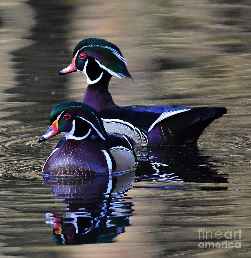 Double Duck  Photograph by Jimmy Chuck Smith