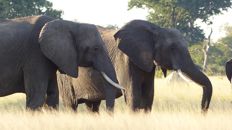 Double Elephant Photograph by Kendal-Ray Kaschula - Fine Art America