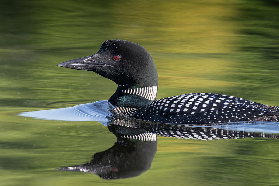 Wildlife Photograph - Double Exposure - Common Loon - Gavia Immer by Spencer Bush