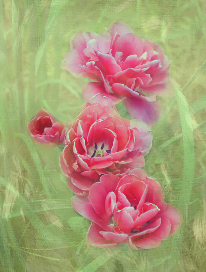 Double-Flowered Tulips Mixed Media by Sandi OReilly