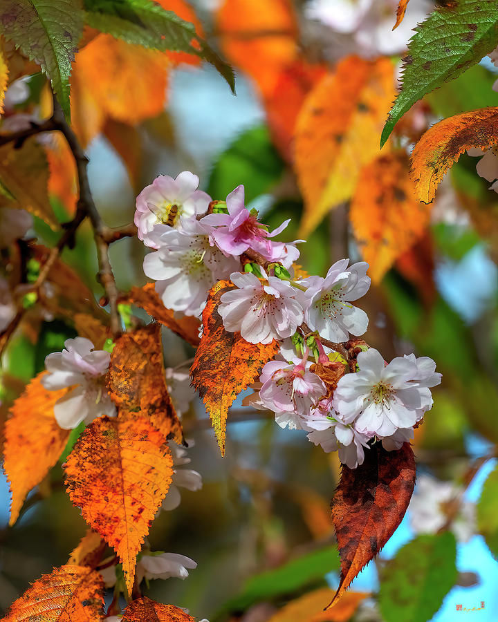 Double-flowering Plum DHC0028 Photograph by Gerry Gantt