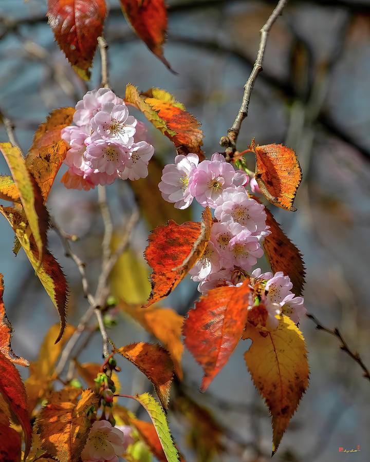 Double-flowering Plum DHC0032 Photograph by Gerry Gantt