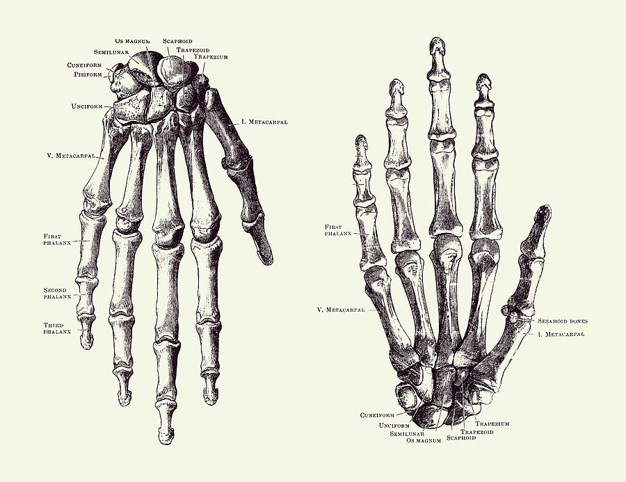 Double Hand Skeletal Diagram - Vintage Anatomy Print 2 Drawing by Vintage Anatomy Prints